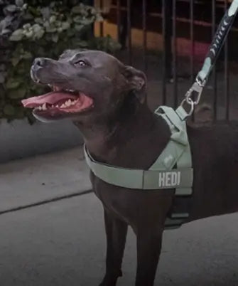 Shop Harnesses
