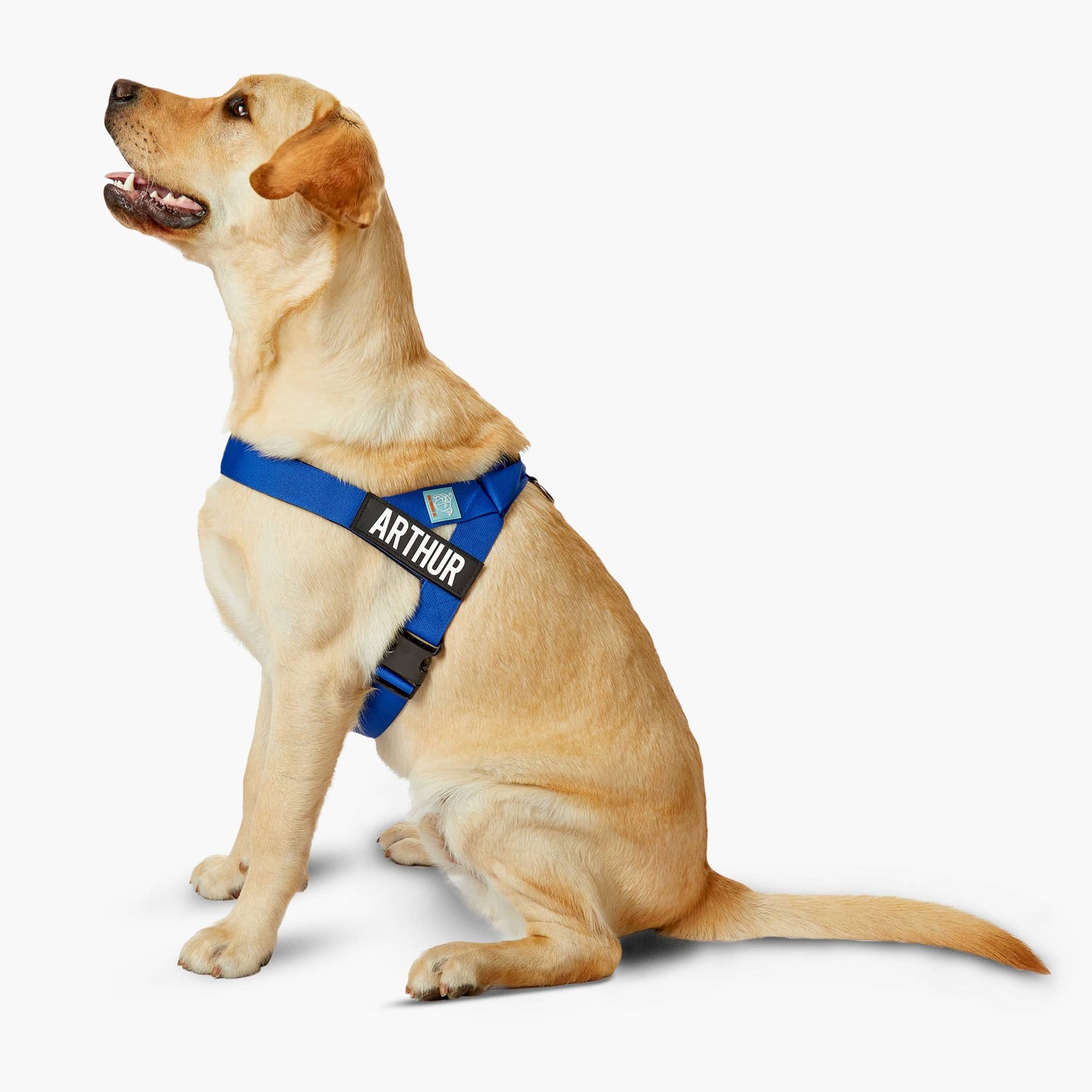 Dog Harness