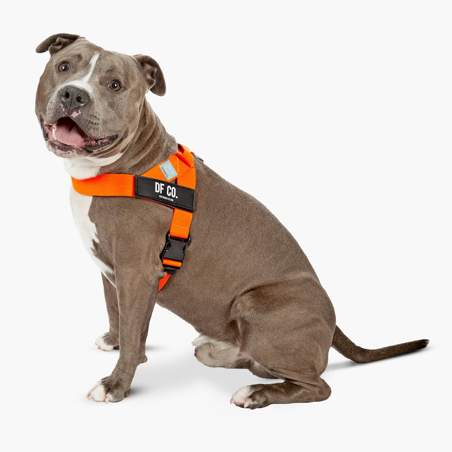 Dog Harness