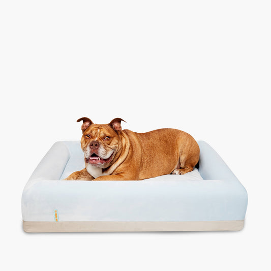 Orthopedic Memory Foam Dog Bed