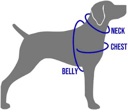 Dog diagram showing where to measure the neck, chest and belly. The belly loop goes around the widest part of the body, just behind the front legs.